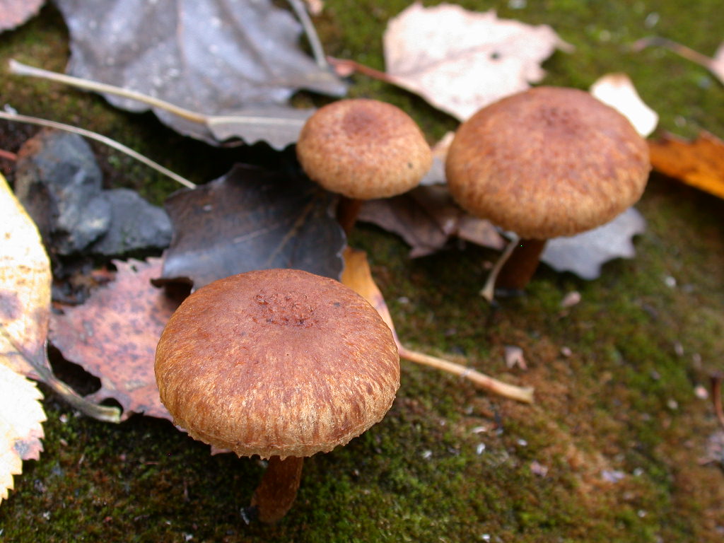 Inocybe .... dulcamara !!!
